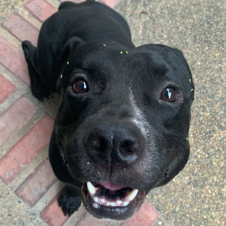 Pet