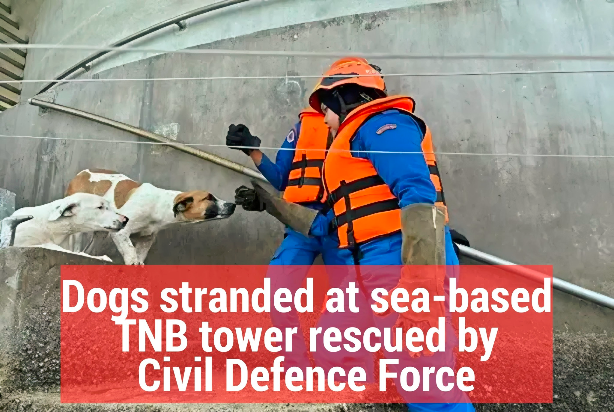 Dog Rescue Pet Fun Run